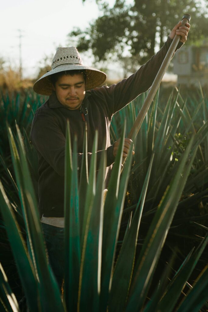 A man in traditional hat harvesting agave plants in a rural Mexican field under sunlight.