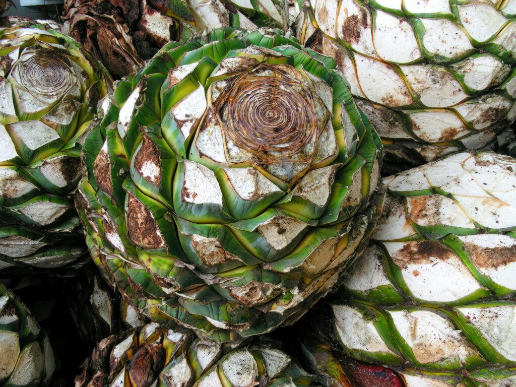 Detailed view of agave piñas harvested in Arandas, México, showcasing tequila production.